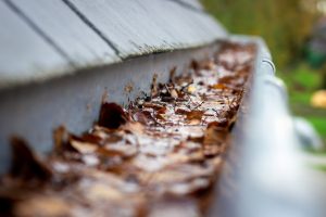 A portrait of a roof gutter clogged by many fallen autumn leaves hanging from a slate roof. 